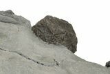 Plate of Silurian Cystoid (Caryocrinites) Fossils - New York #232152-5